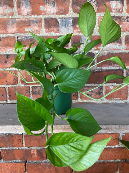 Epipremnum Aureum 'Pothos Jade'