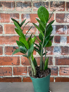 Zamioculcas zamiifolia 'ZZ Plant'