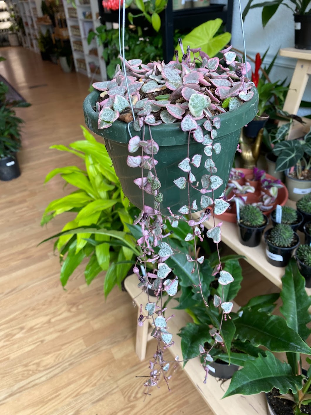 Ceropegia 'String of Hearts Variegated'