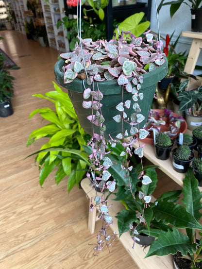 Ceropegia 'String of Hearts Variegated'