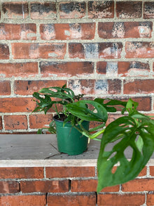 Monstera 'Esqueleto'