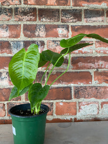 Anthurium veitchii 'King'