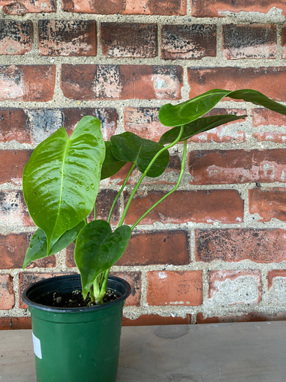 Anthurium veitchii 'King'