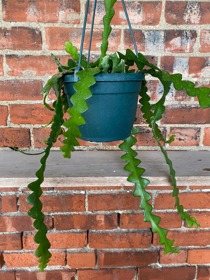 Disocactus anguliger ’Fishbone Cactus’