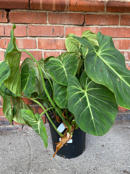 Philodendron gloriosum