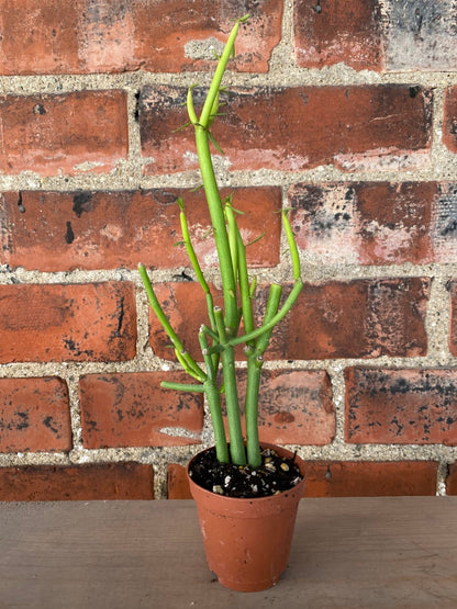 Euphorbia Tirucalli 'Sticks of fire'