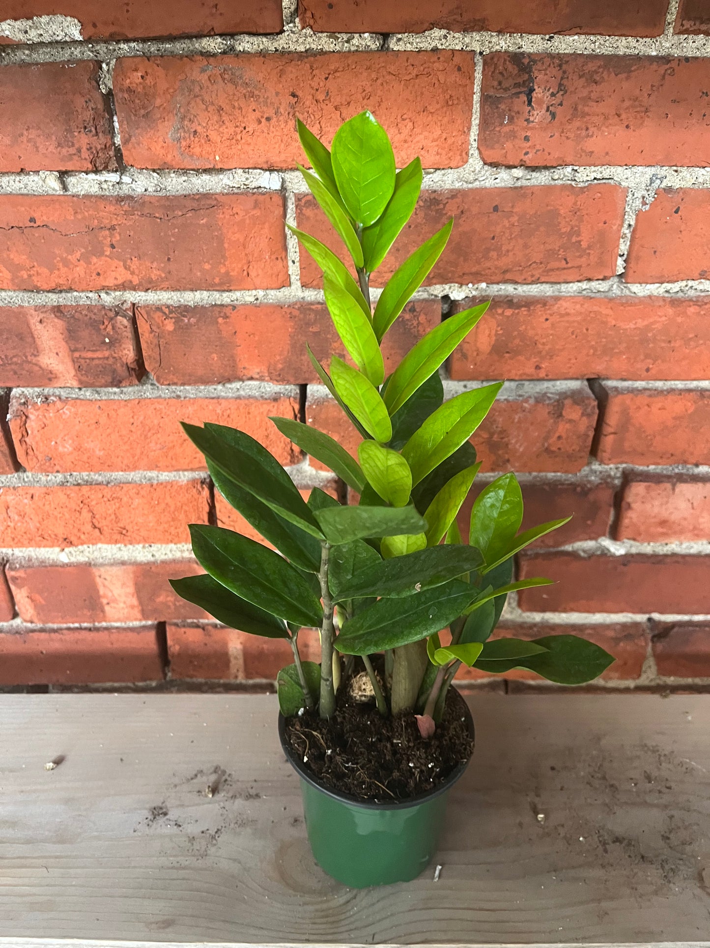 Zamioculcas zamiifolia ‘Chameleon ZZ’