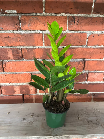 Zamioculcas zamiifolia ‘Chameleon ZZ’