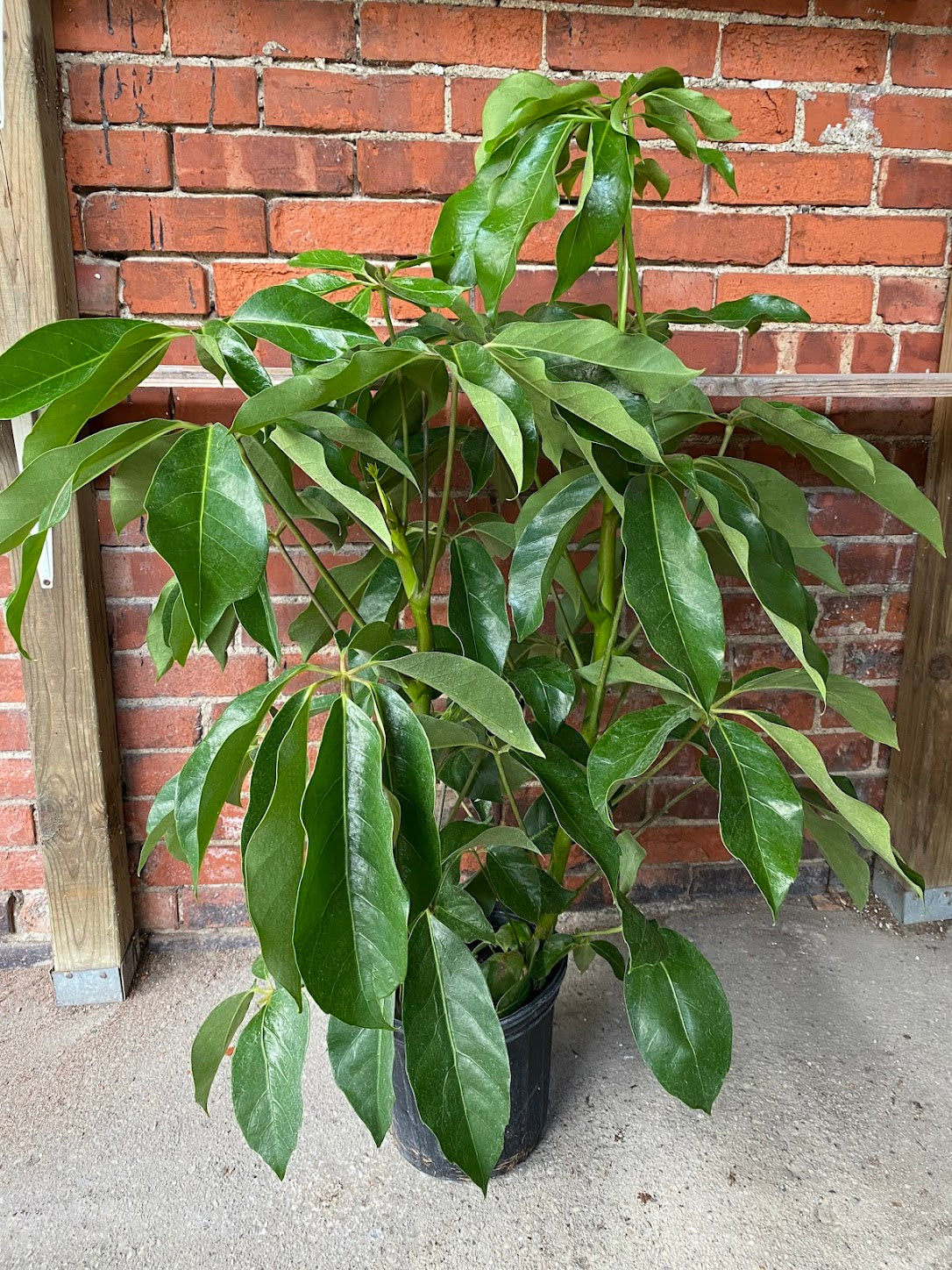 Schefflera actinophylla ‘Amate Umbrella Tree’