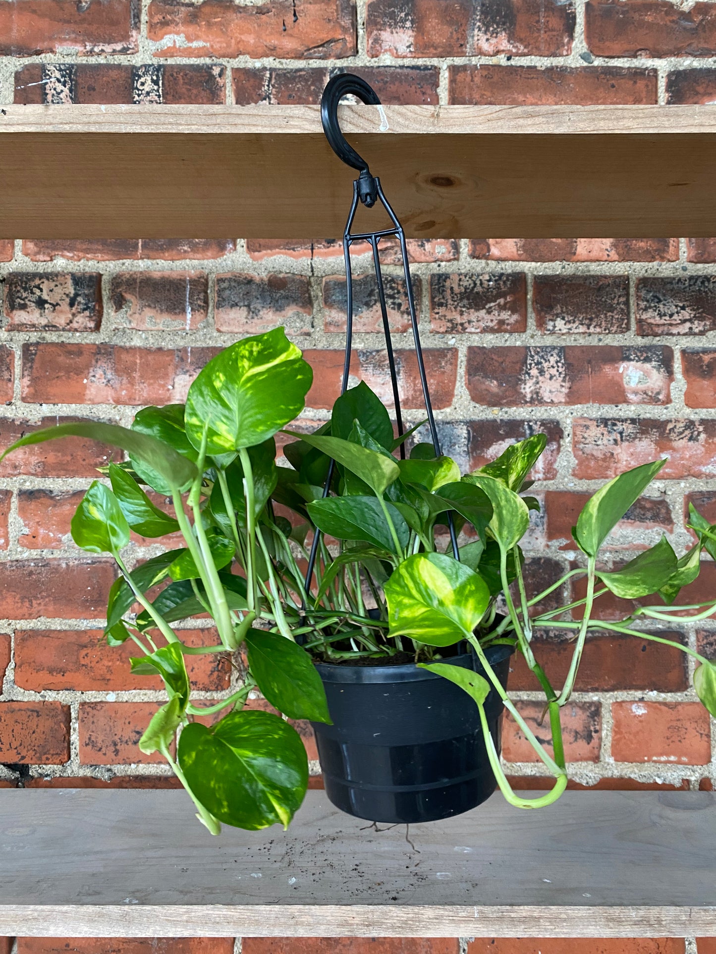 Epipremnum aureum 'Golden Pothos'