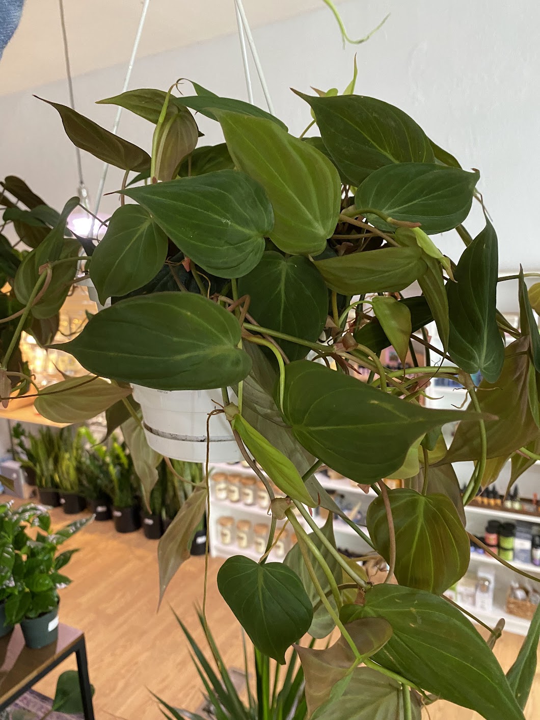micans philodendron for sale Philodendron 'Micans' 4in Stake