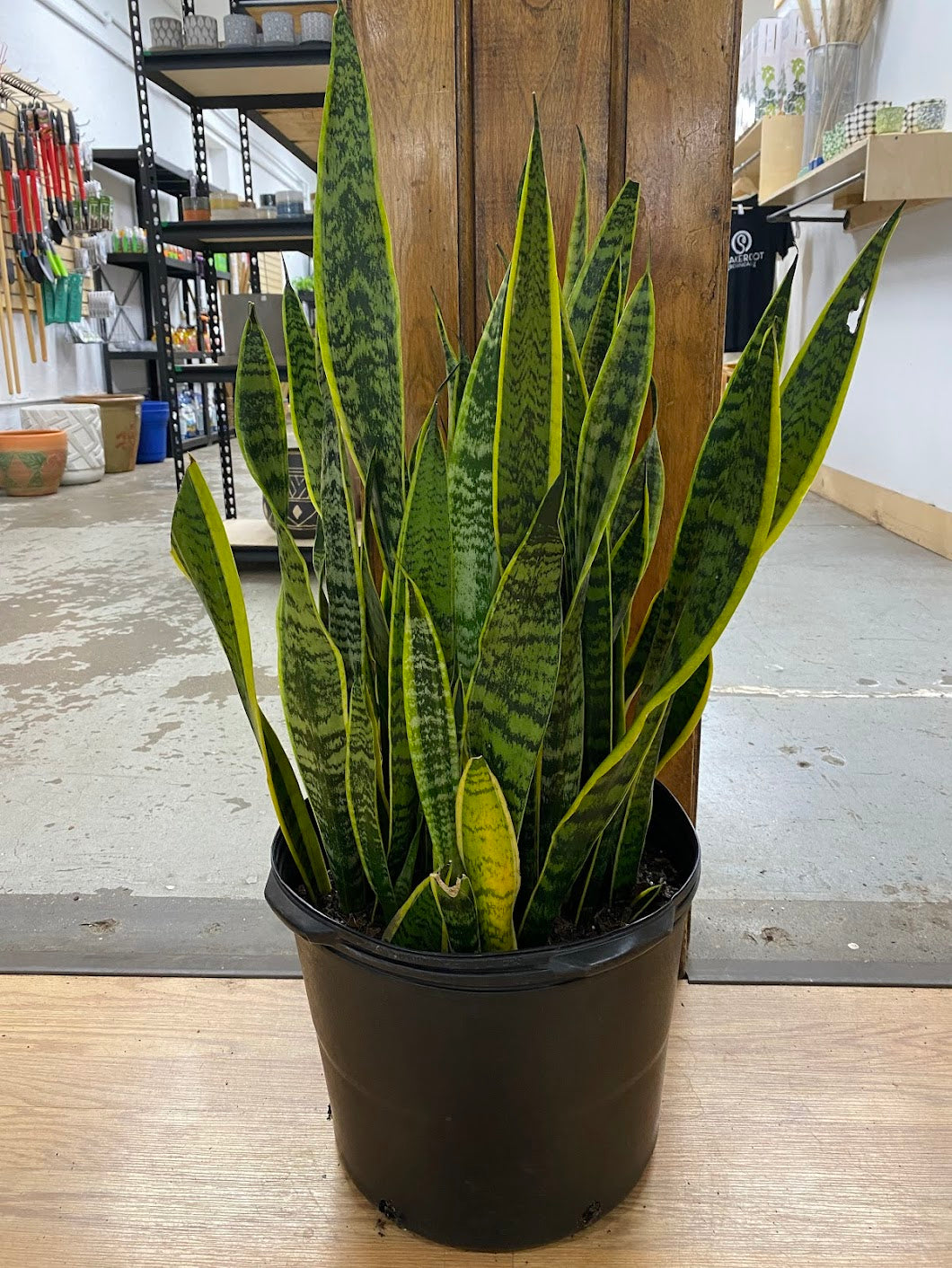 dark green snake plant Sansevieria laurentii 'Snake Plant' – Snakeroot Botanicals
