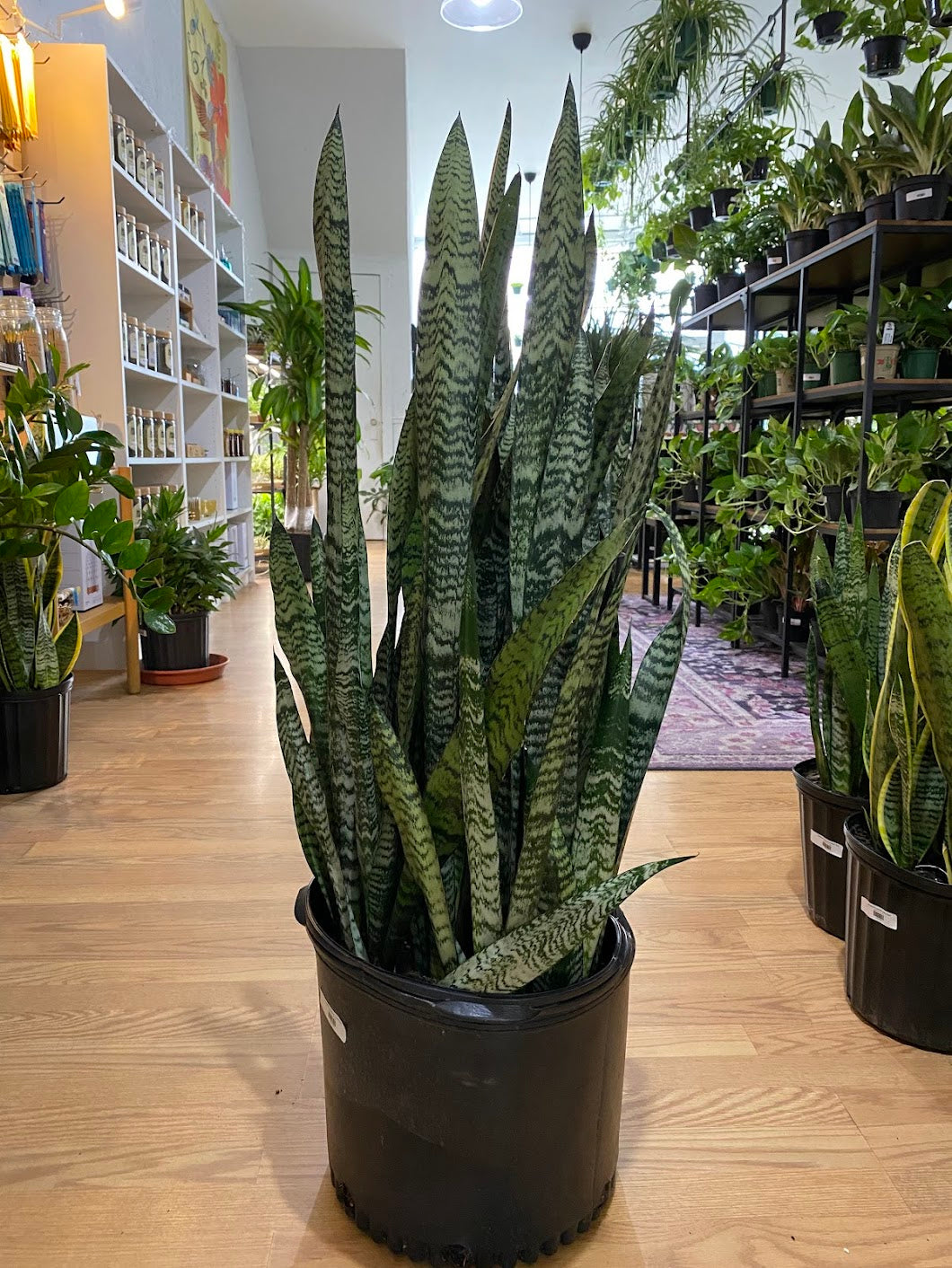 sansevieria zeylanica snake plant height Sansevieria zeylanica 'Snake Plant' – Snakeroot Botanicals