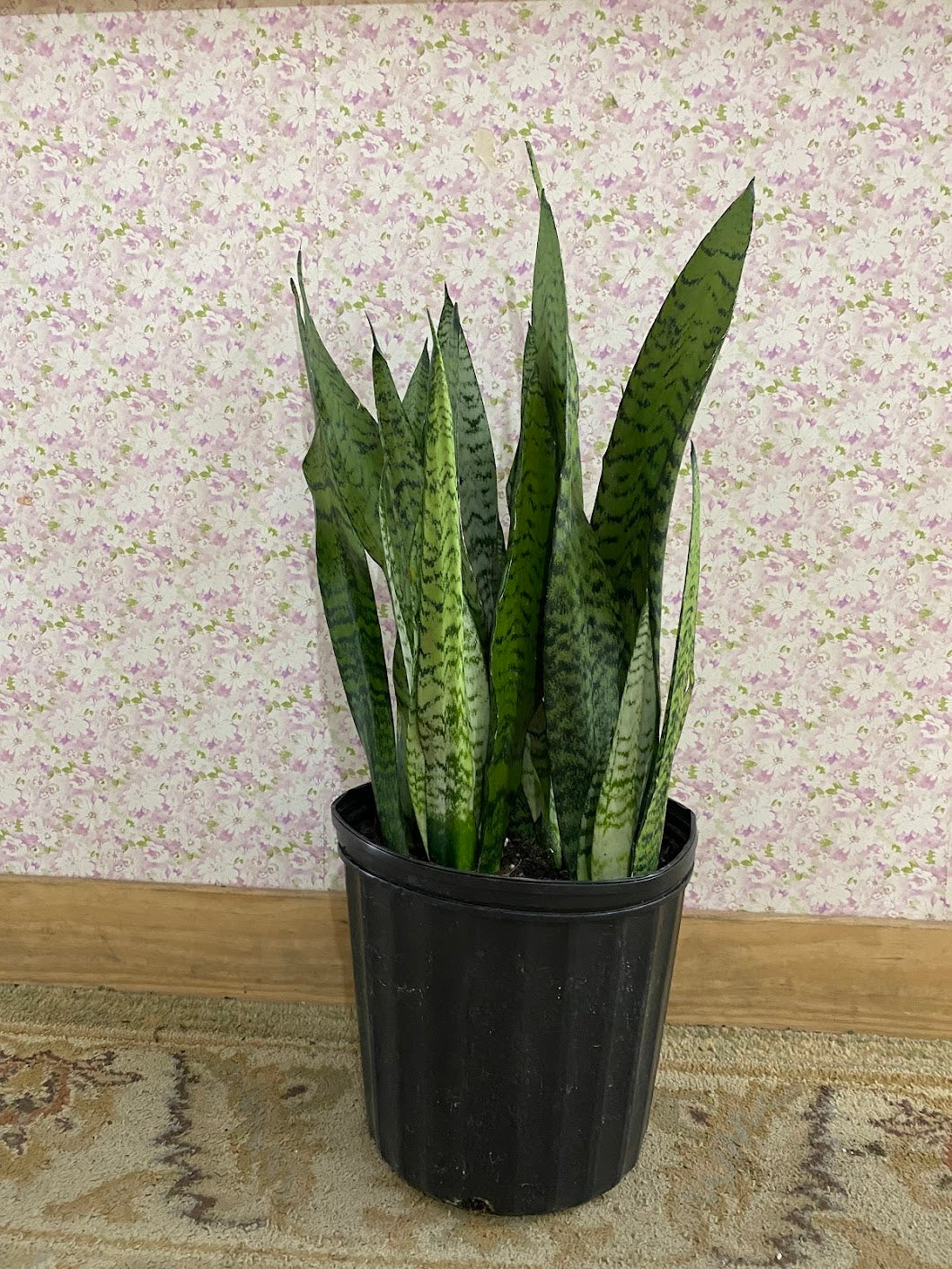 Sansevieria Zeylanica 'Snake Plant'
