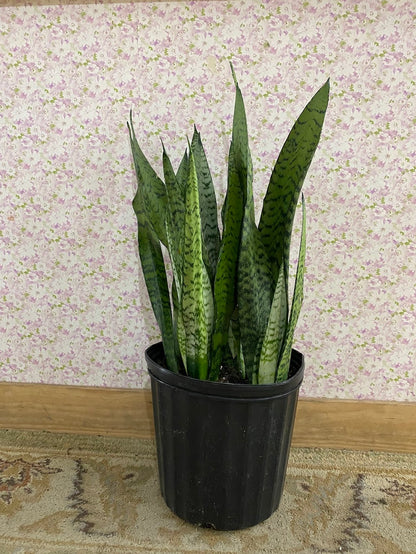 Sansevieria Zeylanica 'Snake Plant'