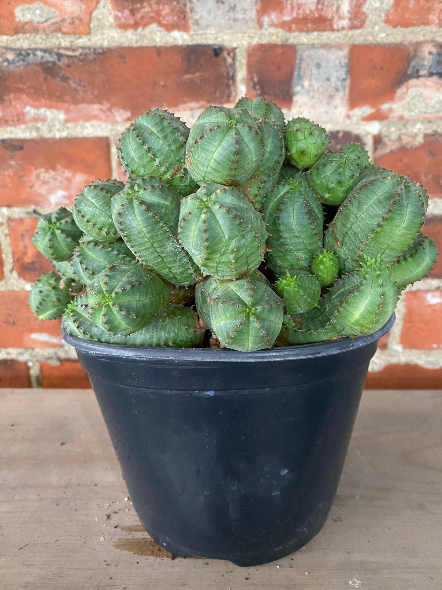 Euphorbia obesa f. montrose