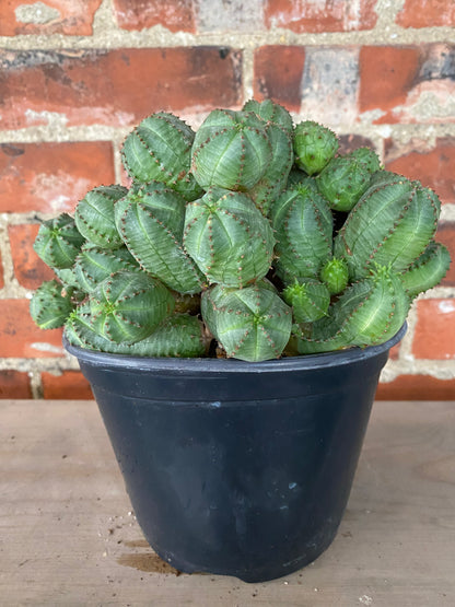 Euphorbia obesa f. montrose
