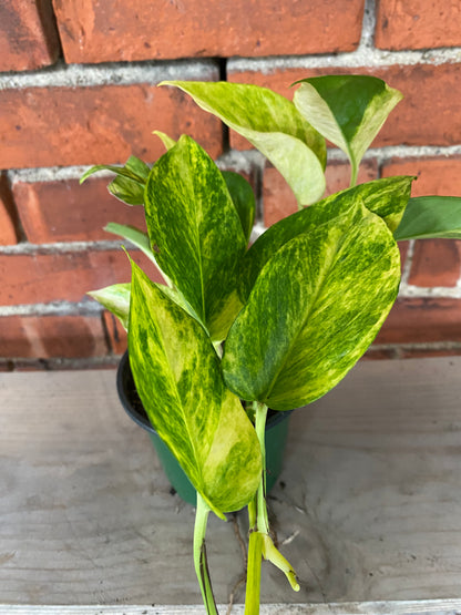 Epipremnum pinnatum 'Pothos Neon Queen' - 4.5" Pot