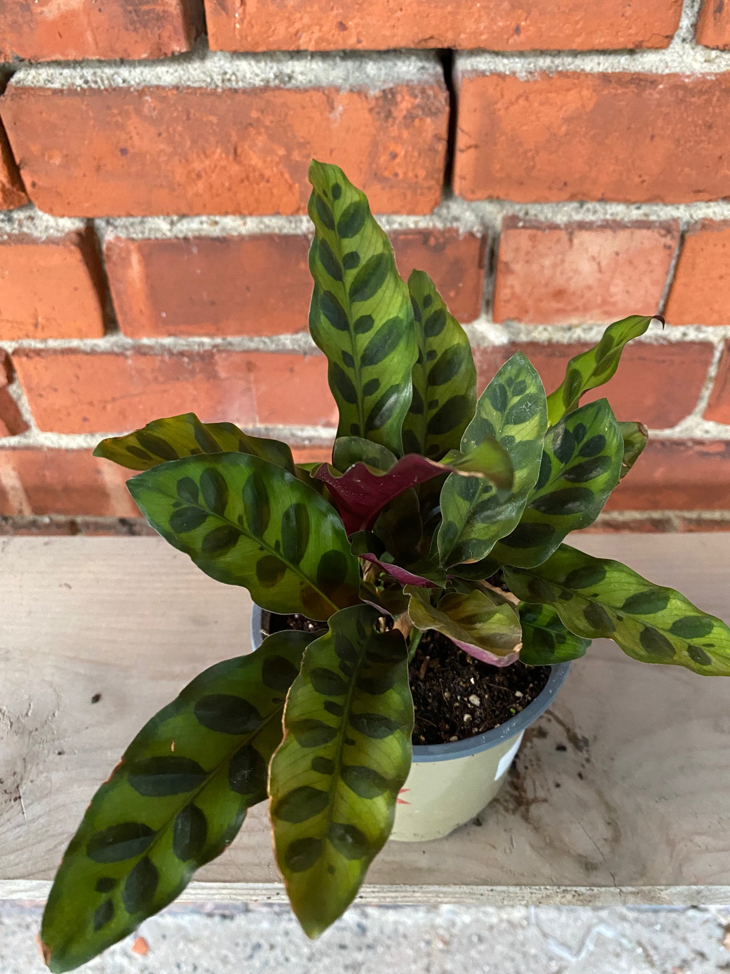 Calathea lancifolia ’Rattlesnake Plant’