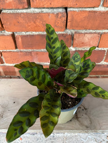 Calathea lancifolia ’Rattlesnake Plant’