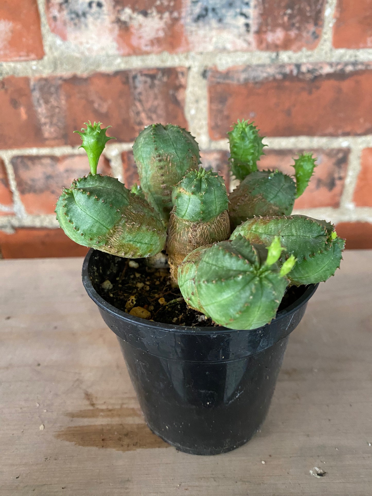 Euphorbia obesa f. montrose