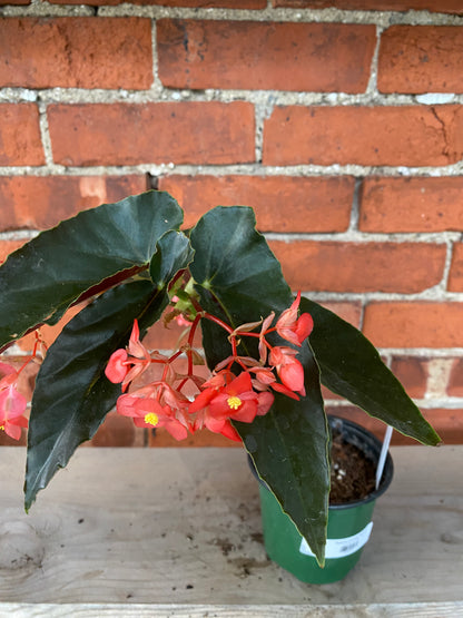 Begonia coccinea 'Torch' - 4.5" Pot