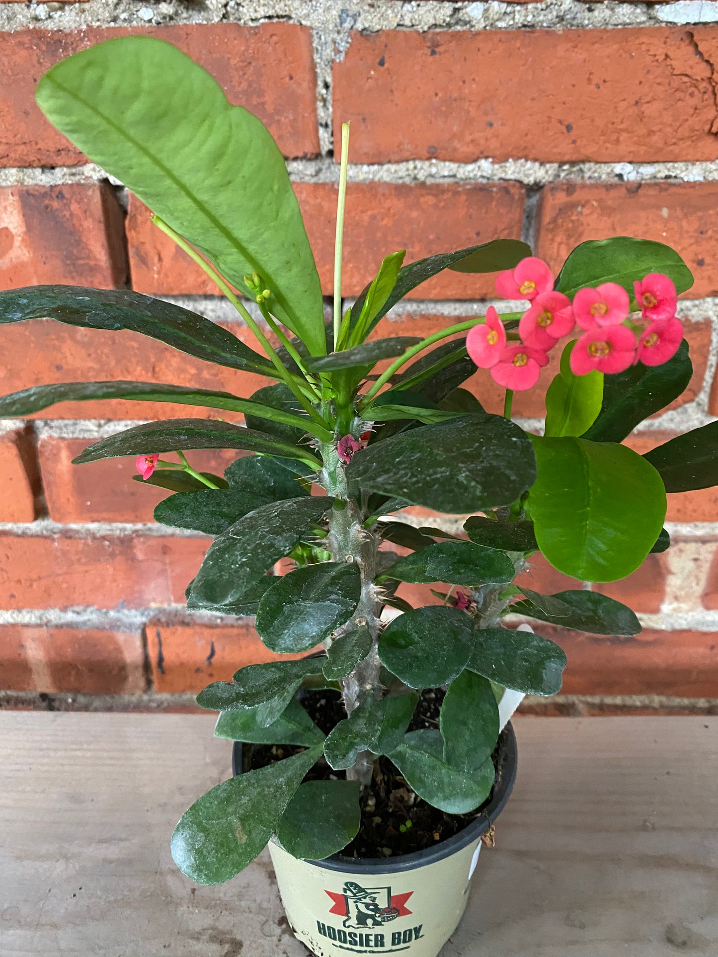 Euphorbia milii 'Crown of thorns'