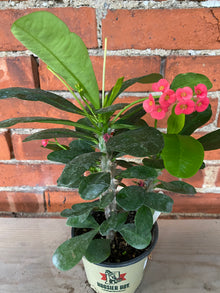Euphorbia milii 'Crown of thorns'