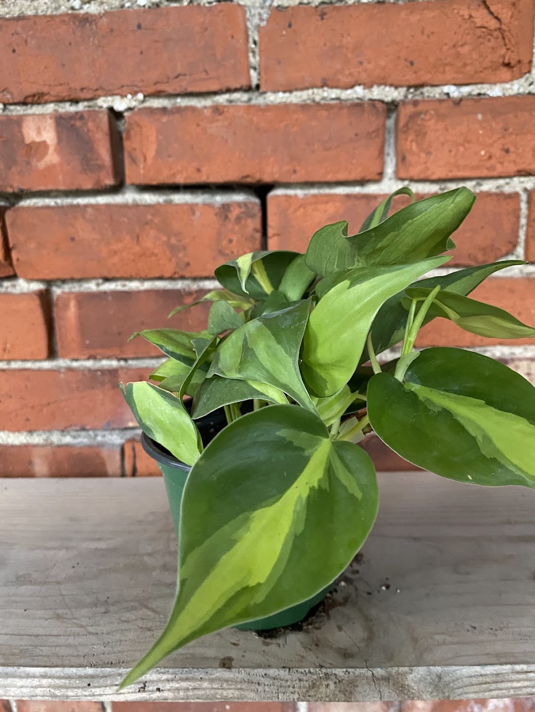 Philodendron 'Brasil'