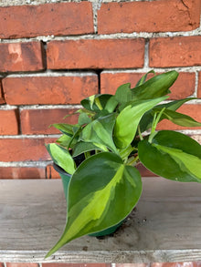 Philodendron 'Brasil'