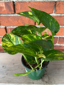 Epipremnum aureum 'Golden Pothos'