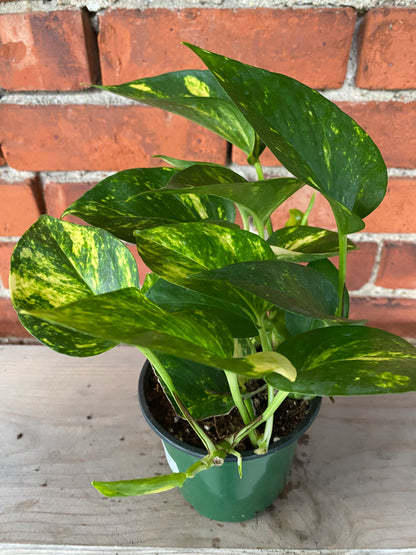 Epipremnum aureum 'Golden Pothos'