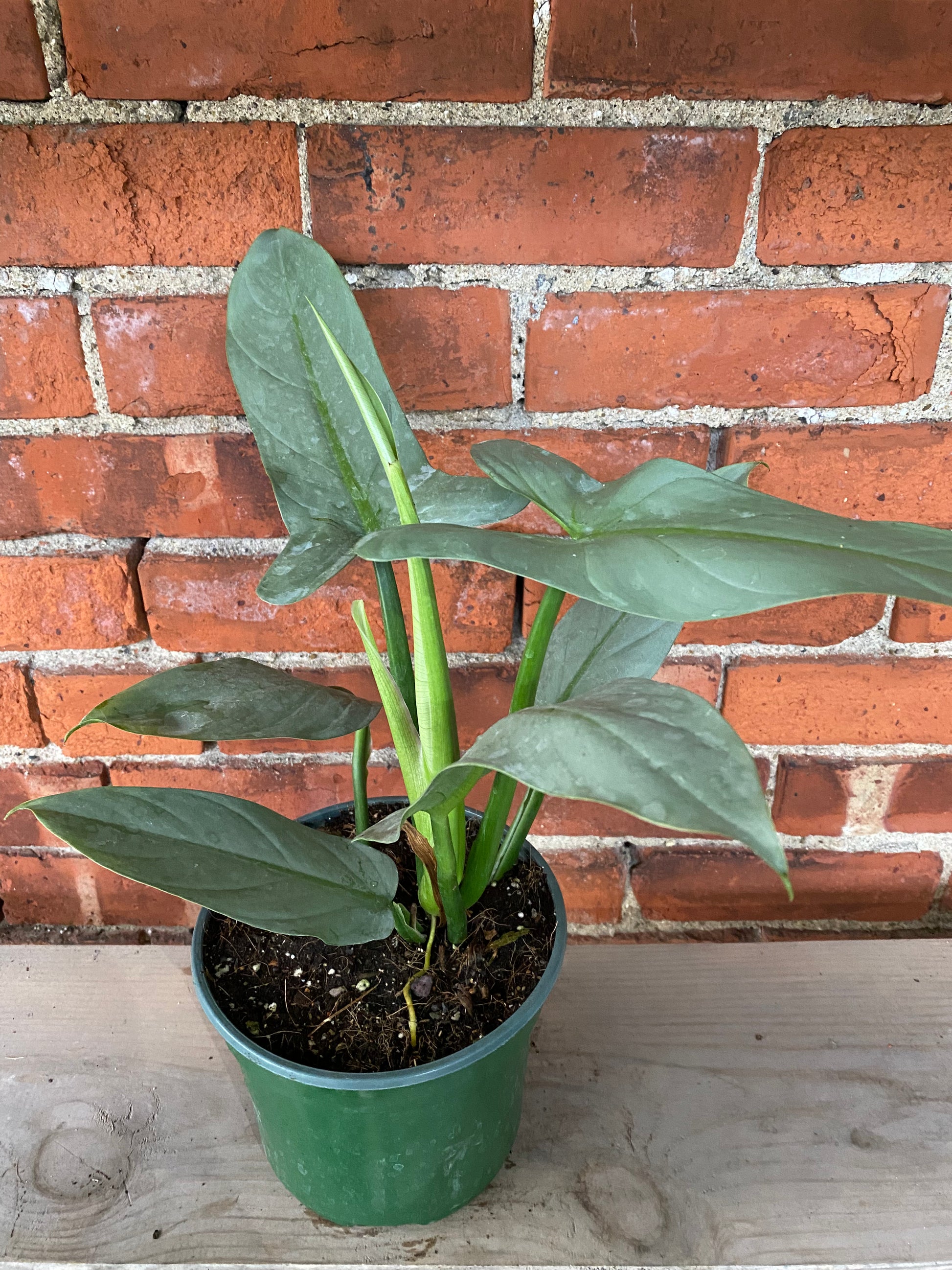 philodendron hastatum soil Philodendron hastatum 'Silver Sword' – Snakeroot Botanicals