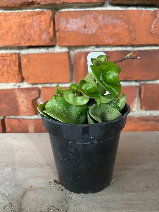 Hoya carnosa compacta ‘Hindu Rope Plant’