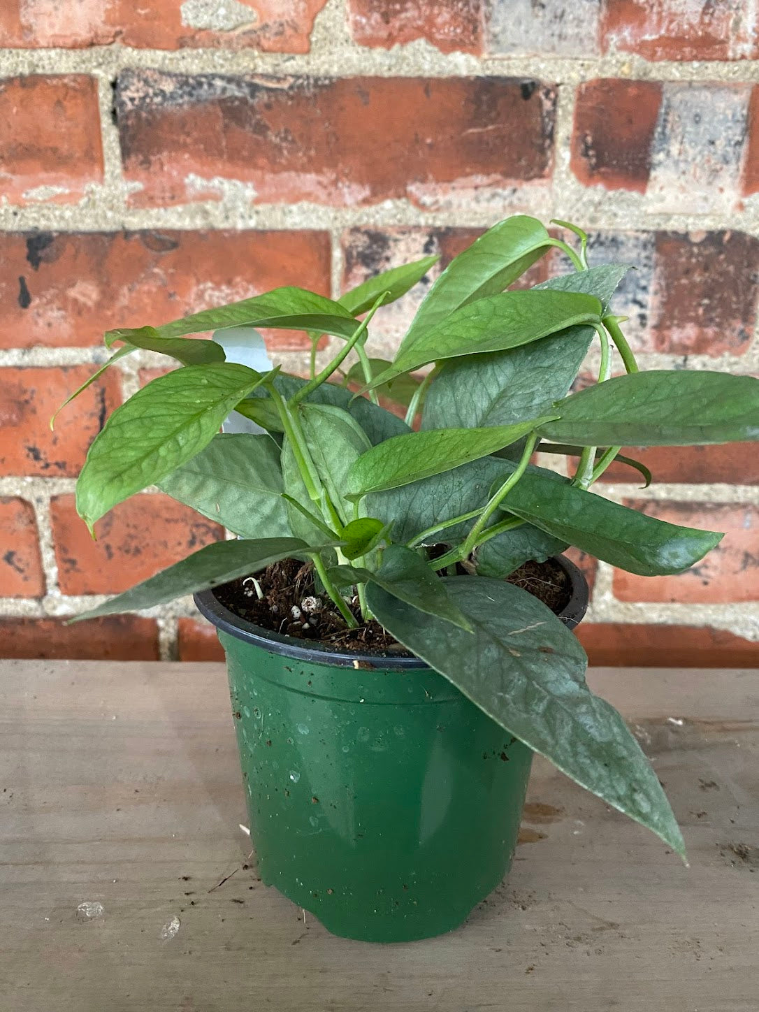Epipremnum pinnatum 'Cebu Blue Pothos'