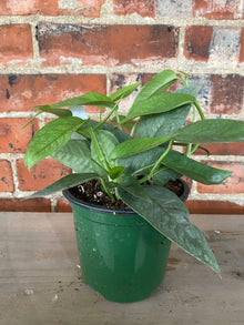 Epipremnum pinnatum 'Cebu Blue Pothos'