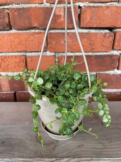 Peperomia prostrata 'String of Turtles'