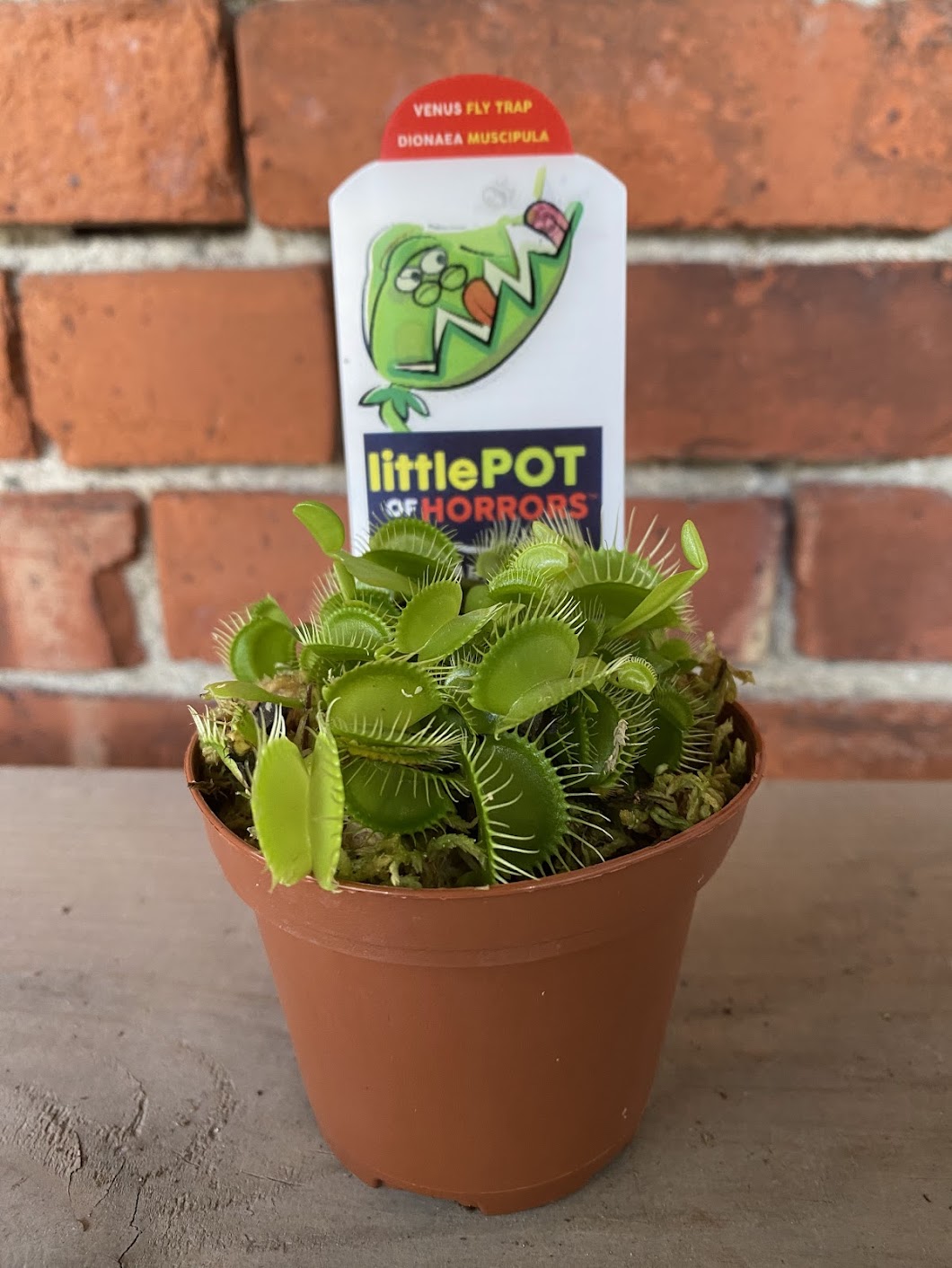 Dionaea Muscipula ‘Venus Fly Trap’