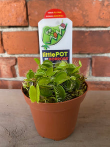 Dionaea Muscipula ‘Venus Fly Trap’