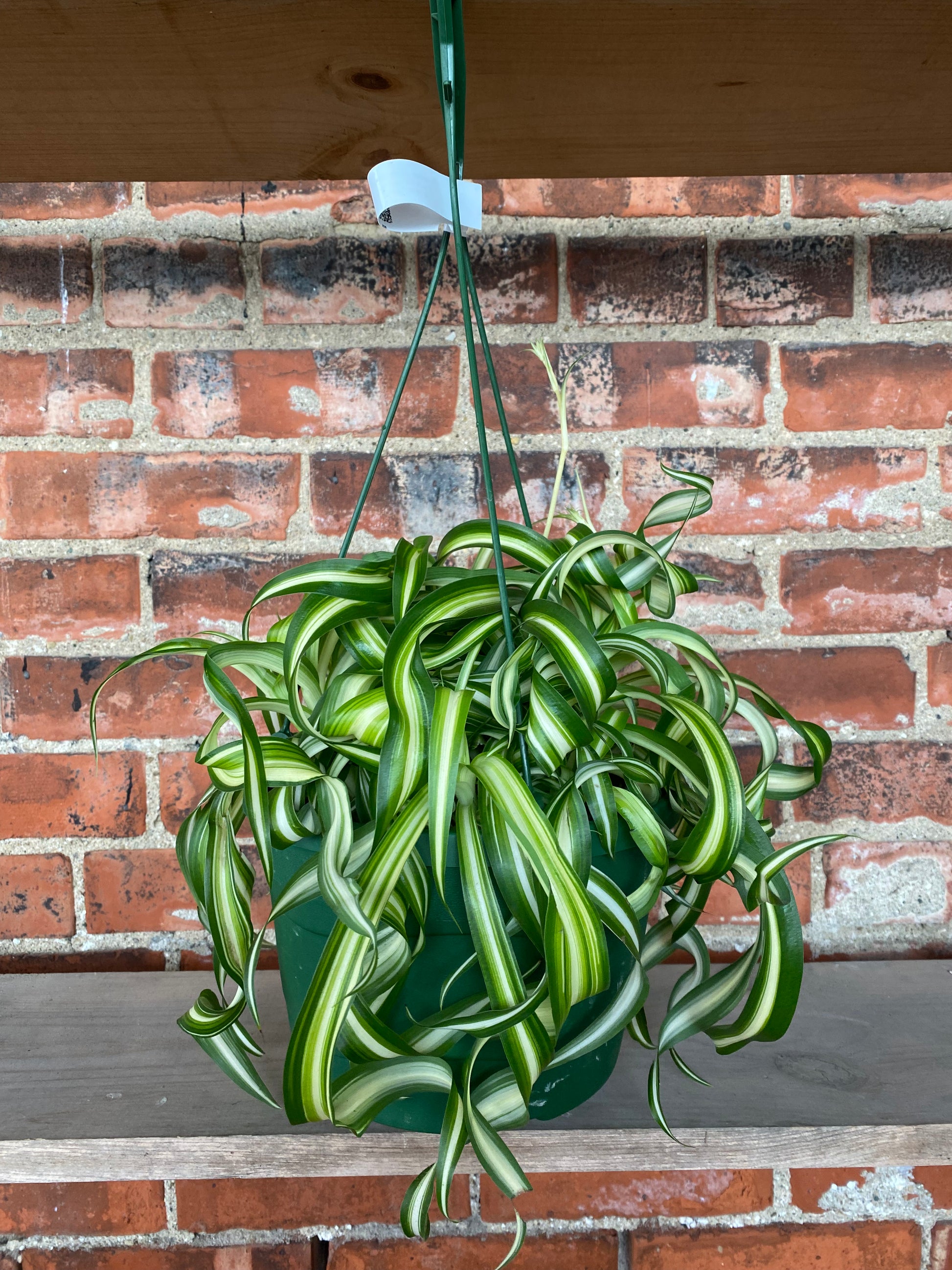 variegated bonnie spider plant cats Bonnie Spider Plant Hanging Basket - Live Plant in a 6 Inch Hanging Basket - Chlorophytum Comosum 'Bonnie'
