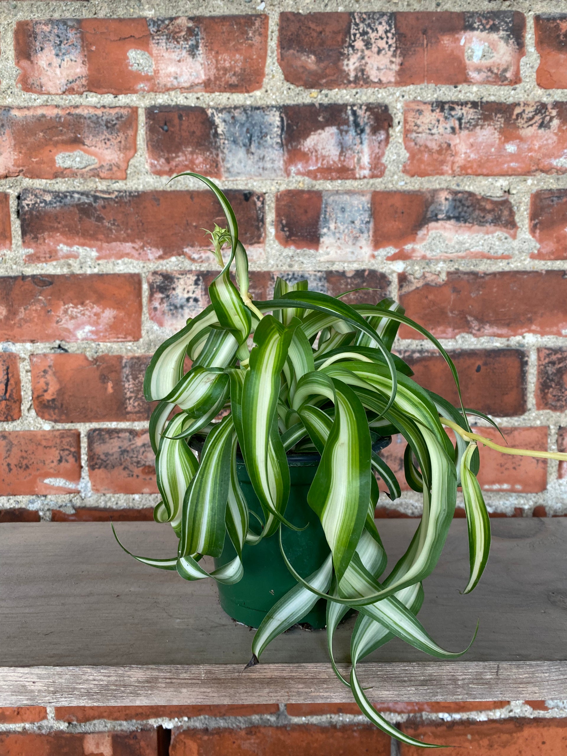 bonnie spider plant for sale Bonnie Spider Plant Hanging Basket - Live Plant in a 6 Inch Hanging Basket - Chlorophytum Comosum 'Bonnie'