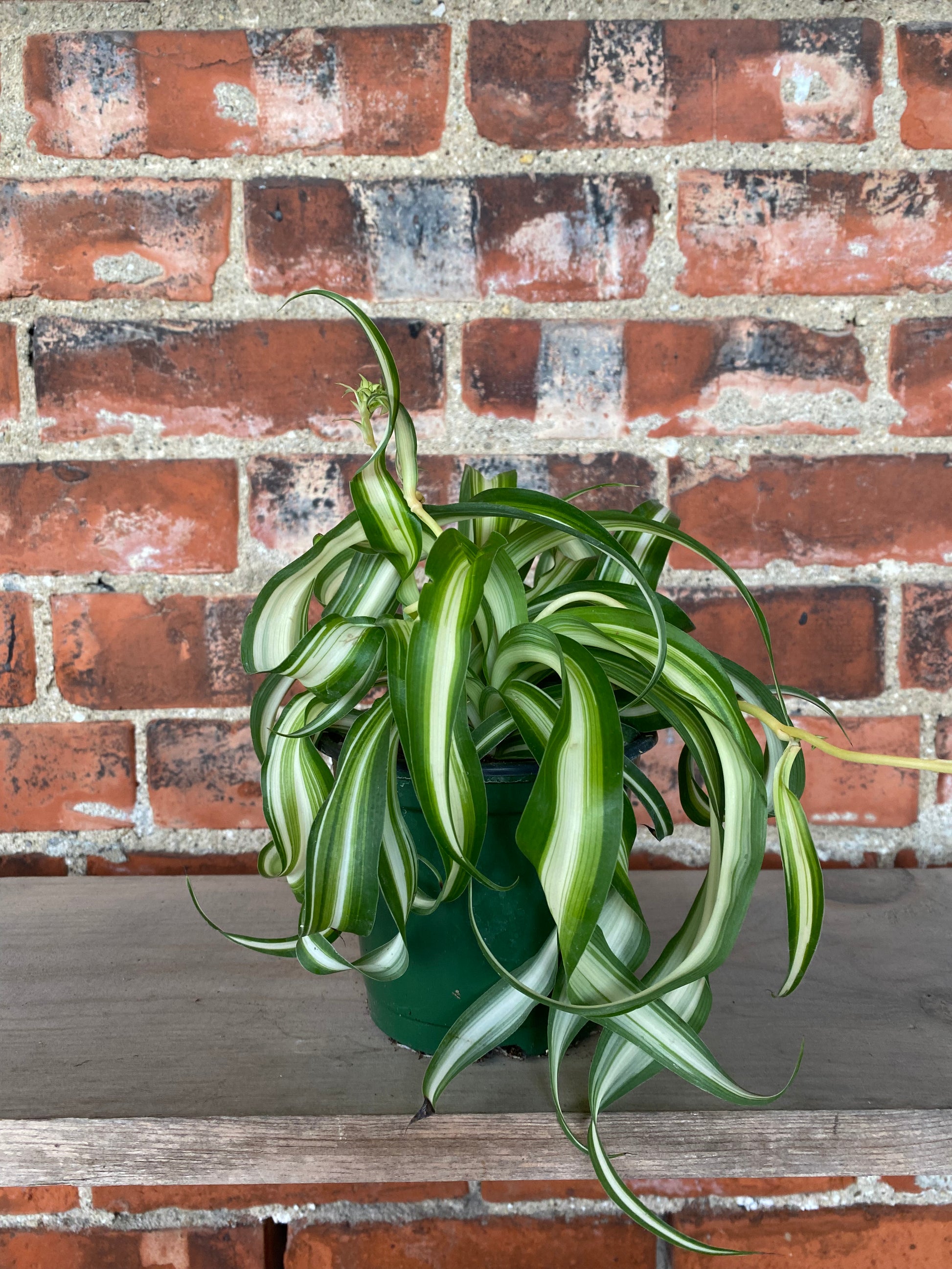 chlorophytum comosum variegated Bonnie Spider Plant Hanging Basket - Live Plant in a 6 Inch Hanging Basket - Chlorophytum Comosum 'Bonnie'