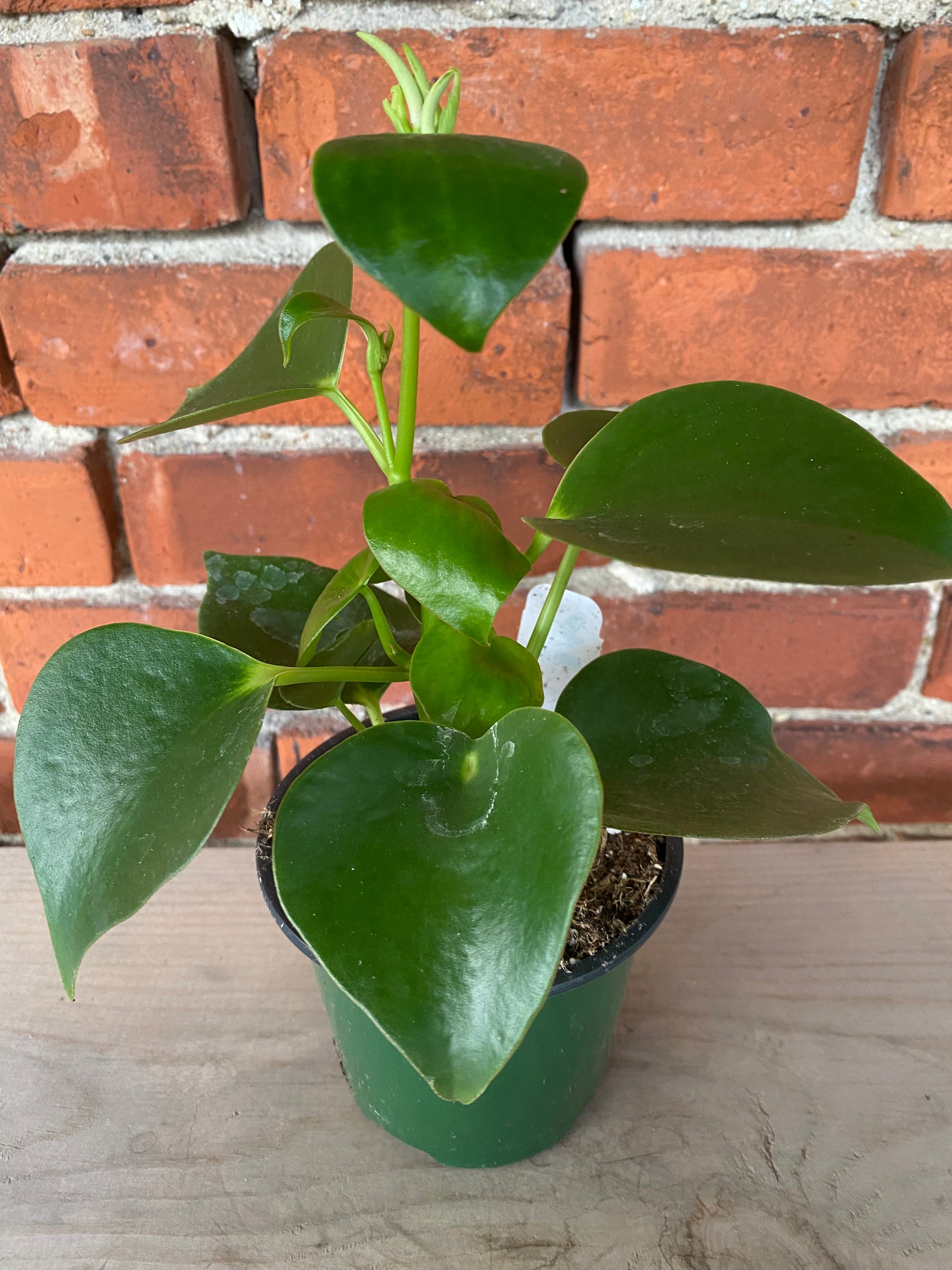 raindrop peperomia vs chinese money plant Peperomia 'Raindrop'