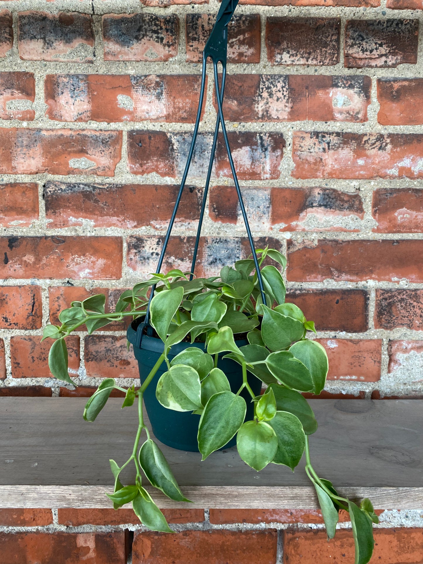 Peperomia scandens ‘Cupid Peperomia’
