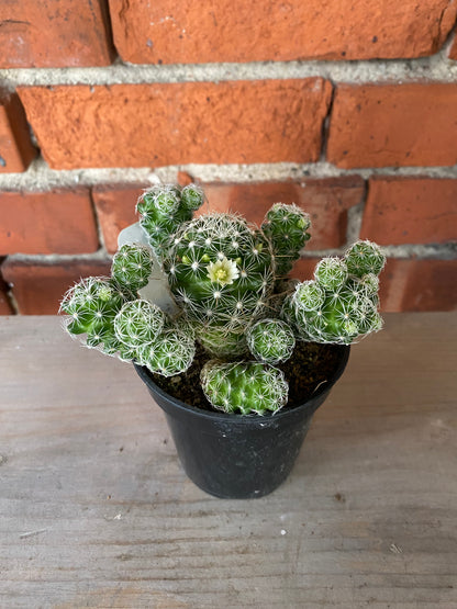 Mammillaria fragilis 'Thimble Cactus' - 3" Pot