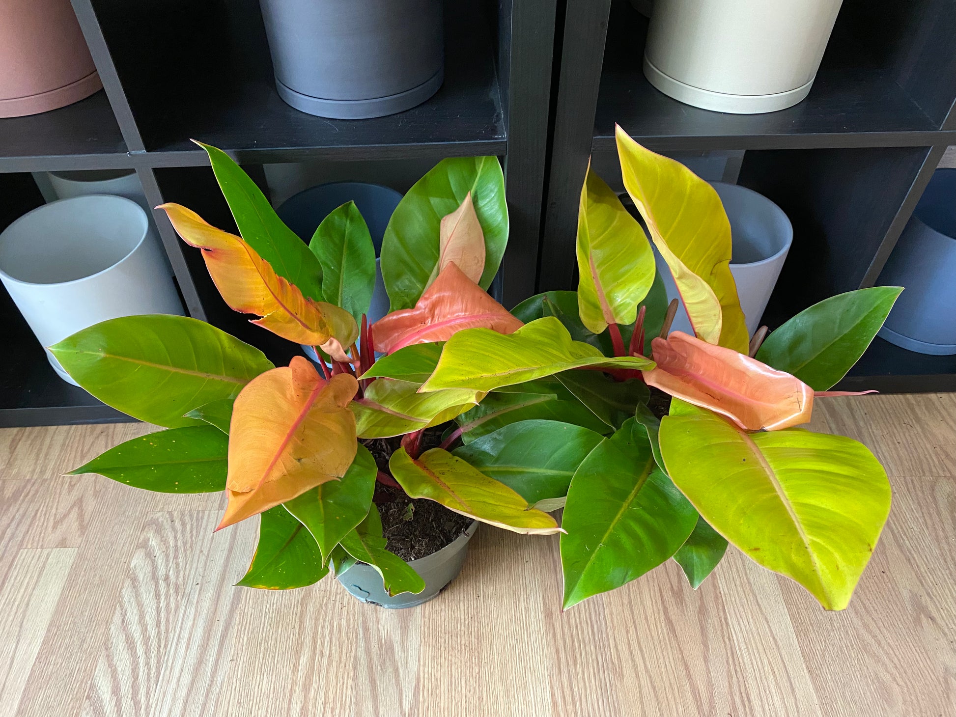 finale philodendron Philodendron 'McColley's Finale'