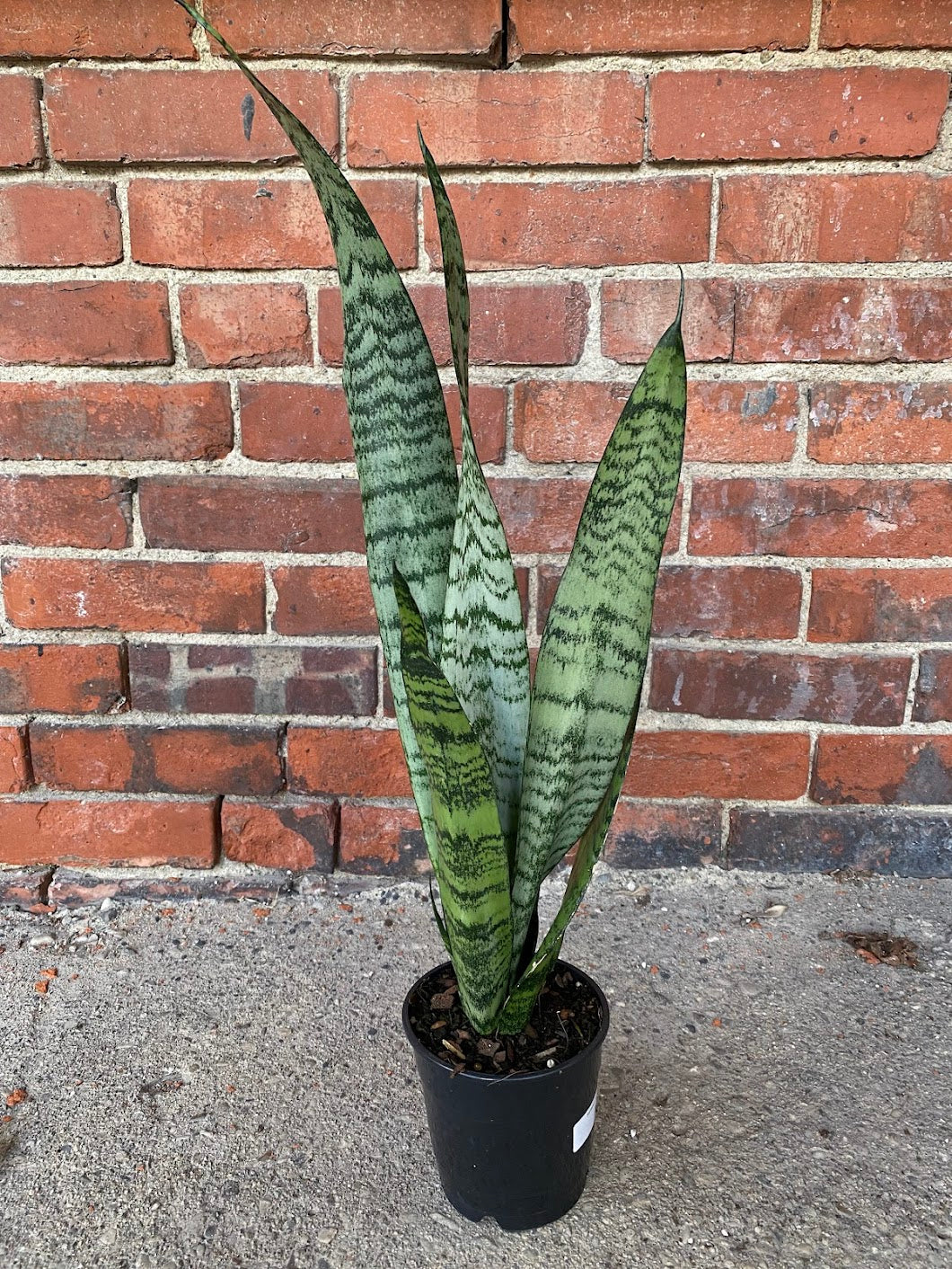Sansevieria Zeylanica 'Snake Plant'