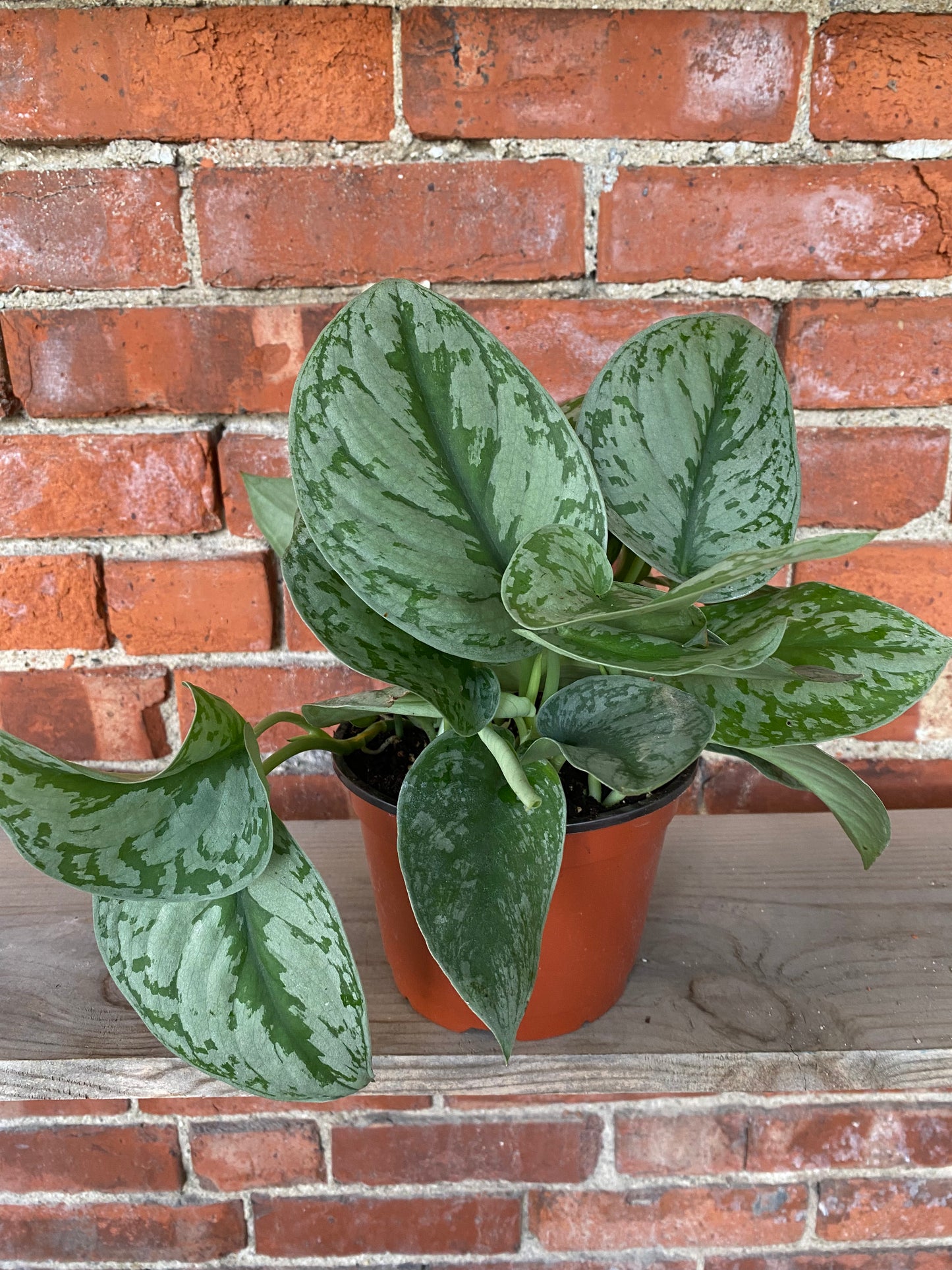 Scindapsus pictus ‘Exotica’