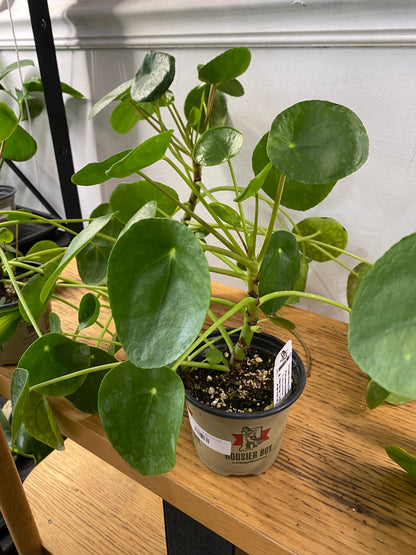 Pilea peperomiodes 'Chinese Money Plant'