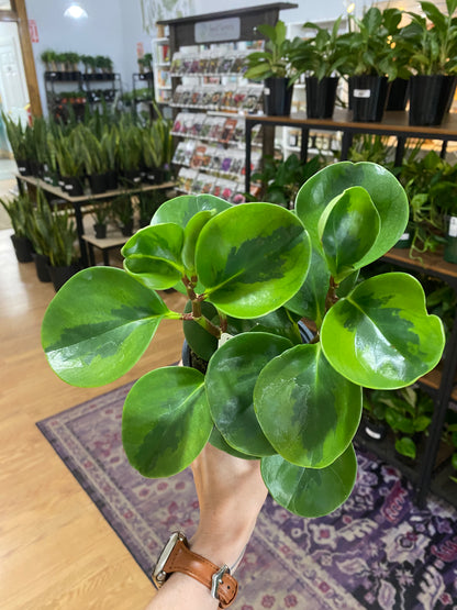 Peperomia 'Lemon Lime' - 4.5" Pot